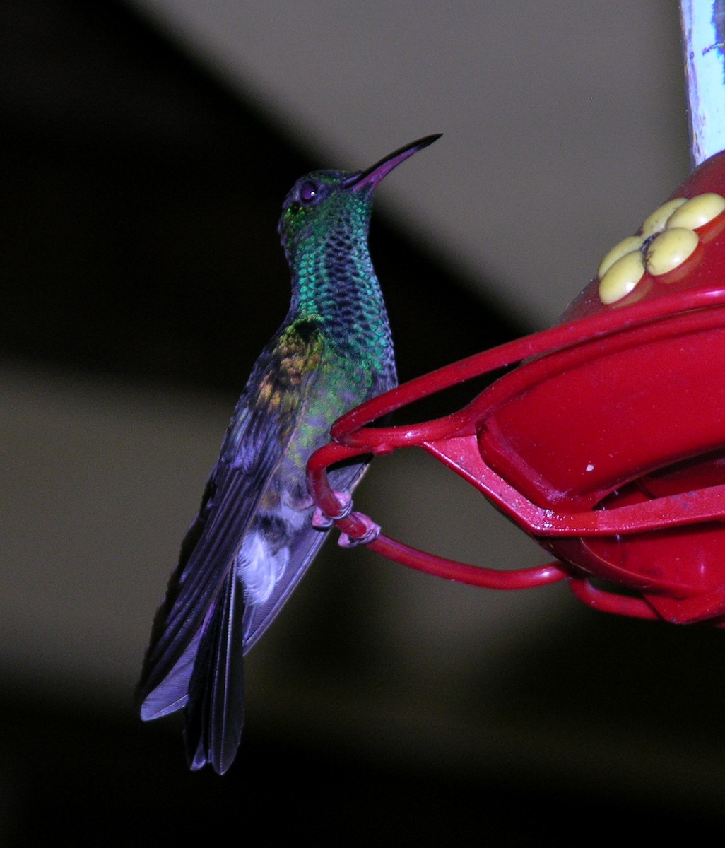 kolibřík křivozobý - ML400551711