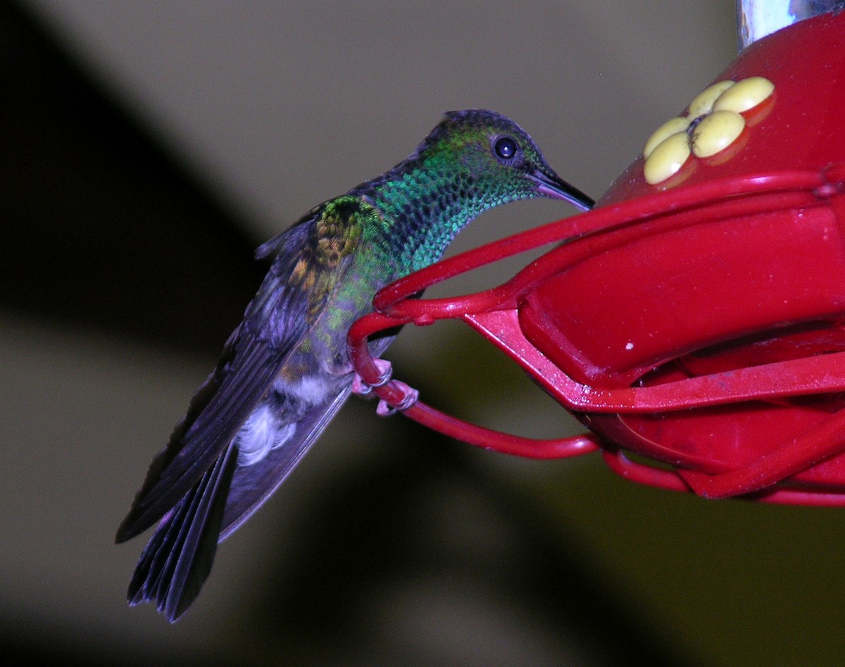 kolibřík křivozobý - ML400551721