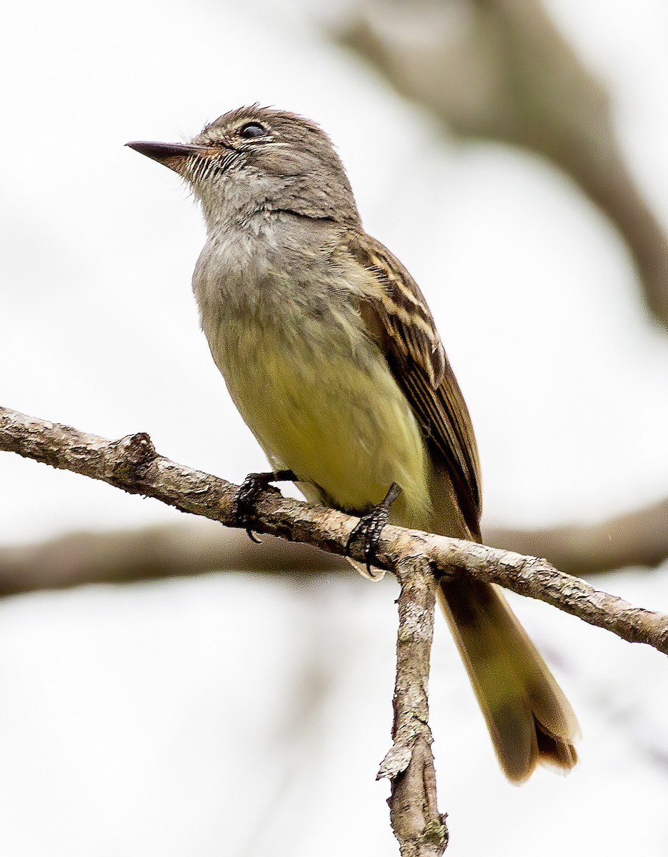 Flammulated Flycatcher - Brad Singer