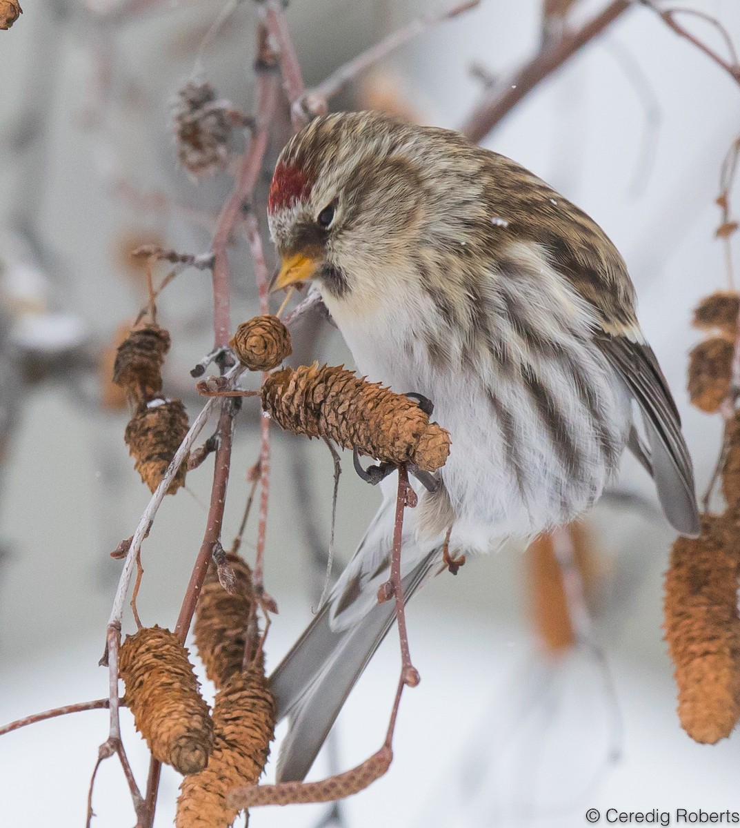 Common Redpoll - Ceredig  Roberts