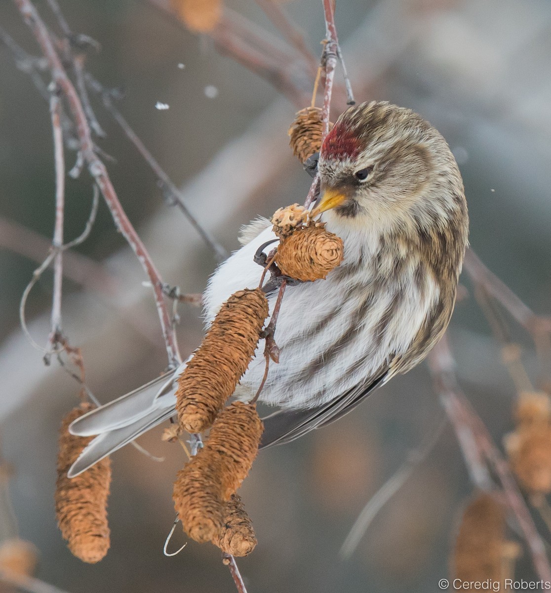 Common Redpoll - ML400552921