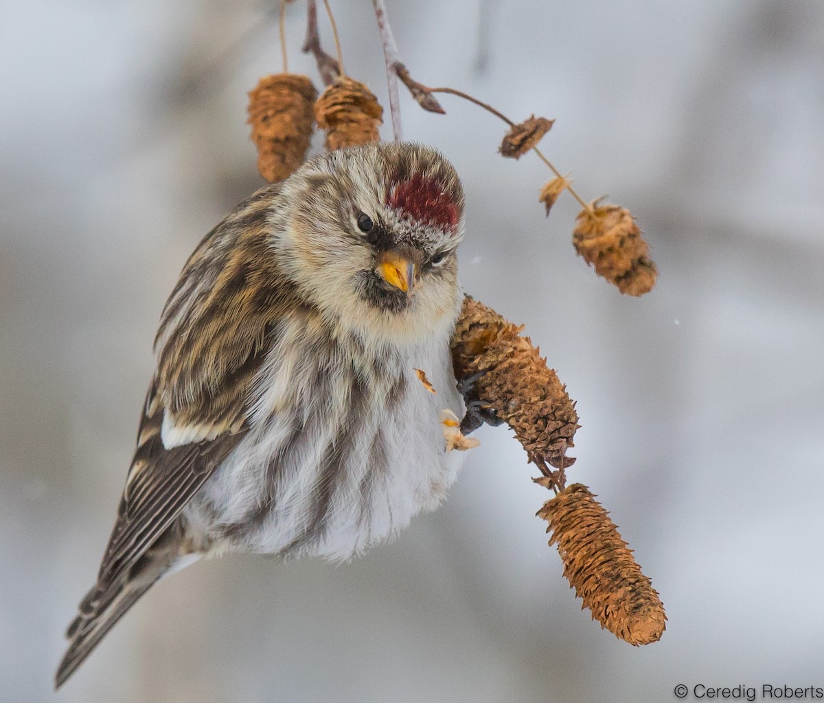 Common Redpoll - ML400552941