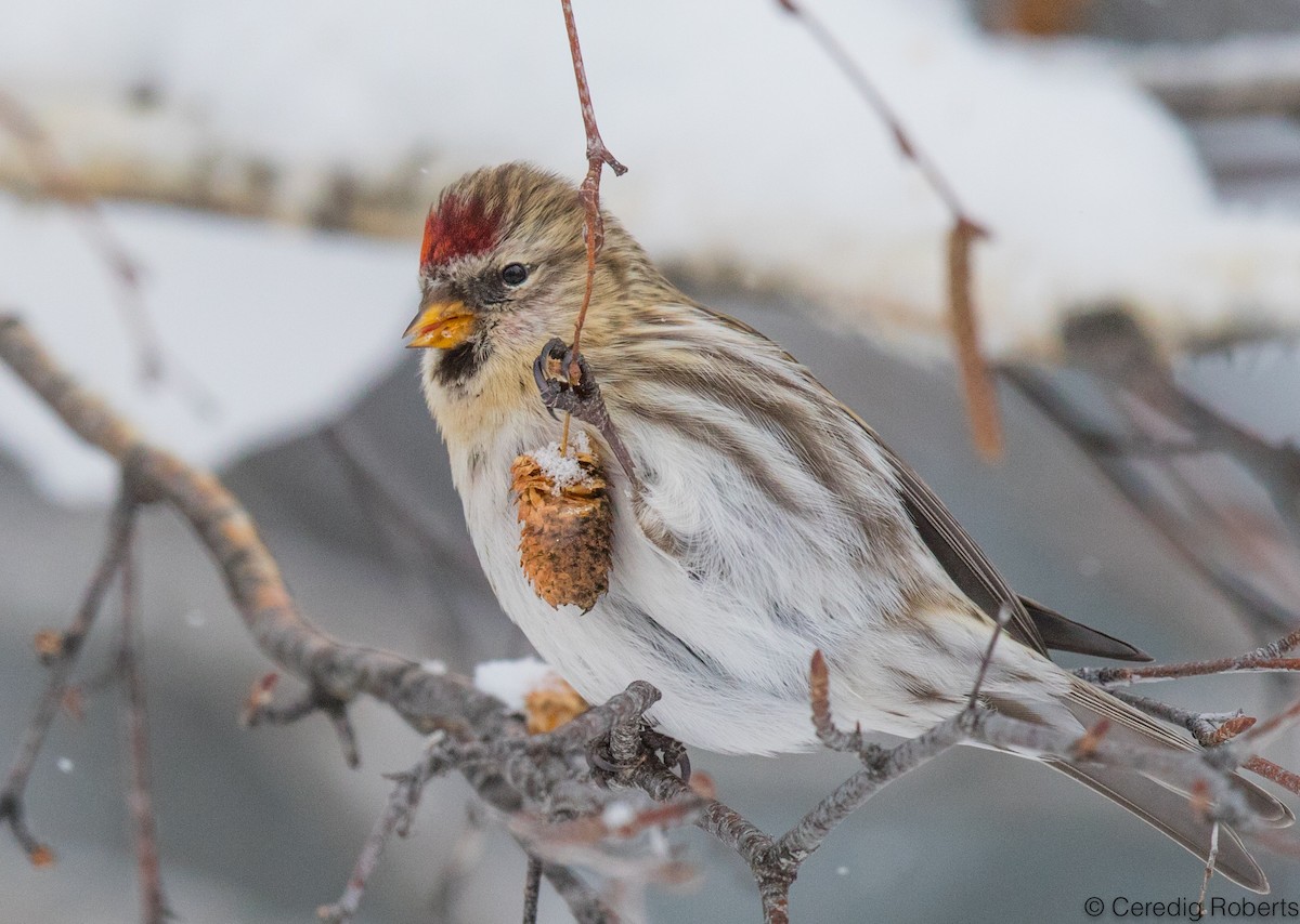 Common Redpoll - ML400552951