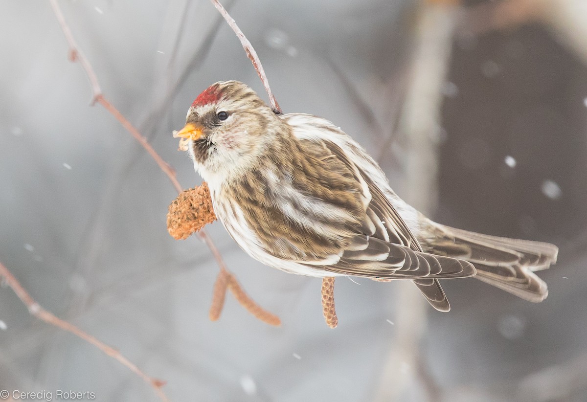 Common Redpoll - ML400552971