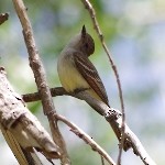 Ash-throated Flycatcher - ML400553161
