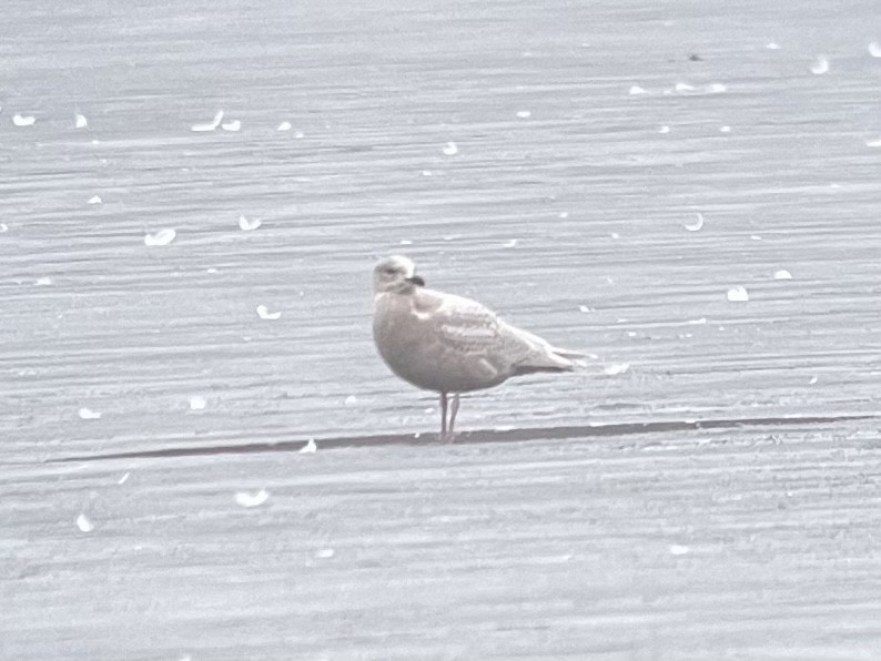 Iceland Gull - ML400553461