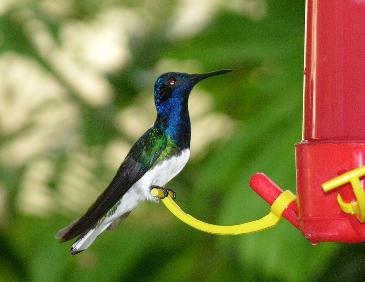 White-necked Jacobin - ML400553641