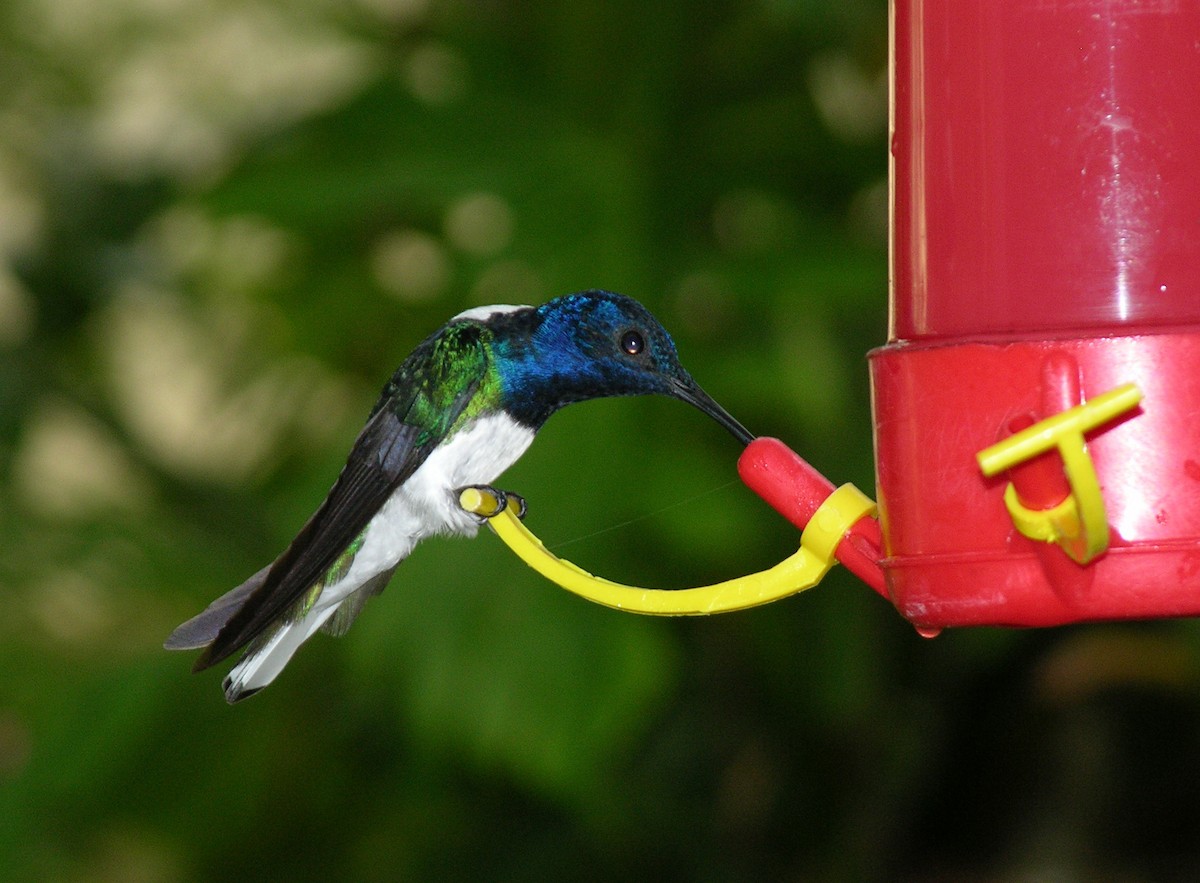 White-necked Jacobin - ML400553661