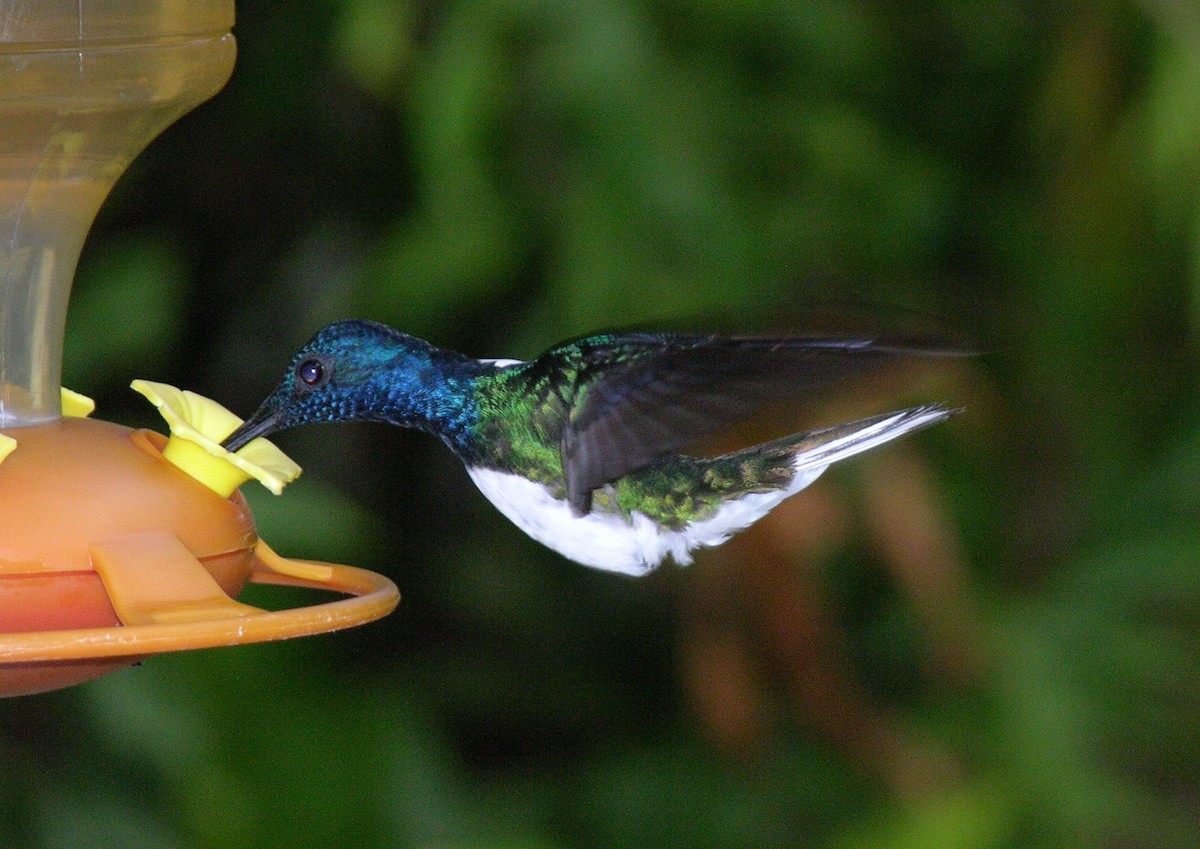 White-necked Jacobin - ML400553771