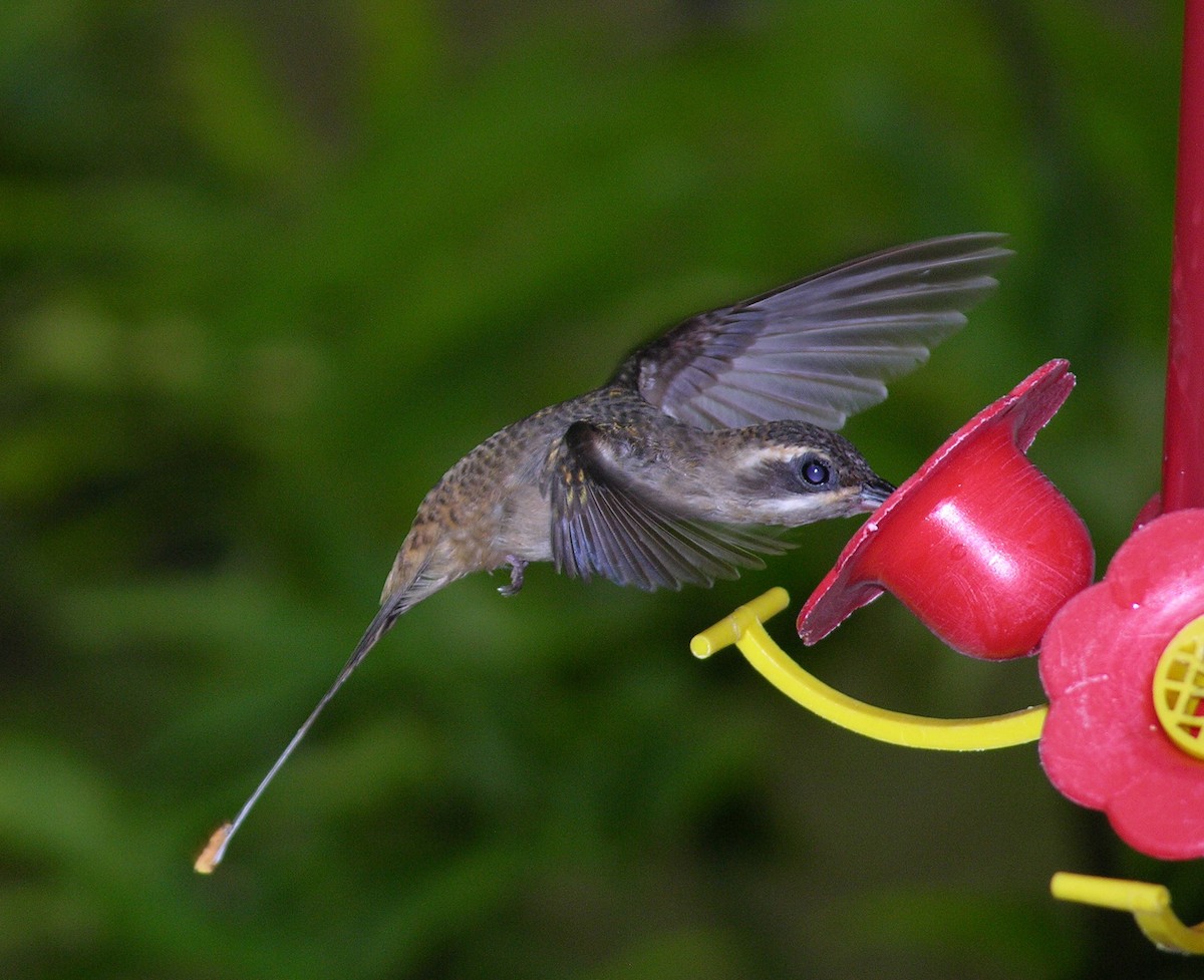 Long-billed Hermit - ML400553911