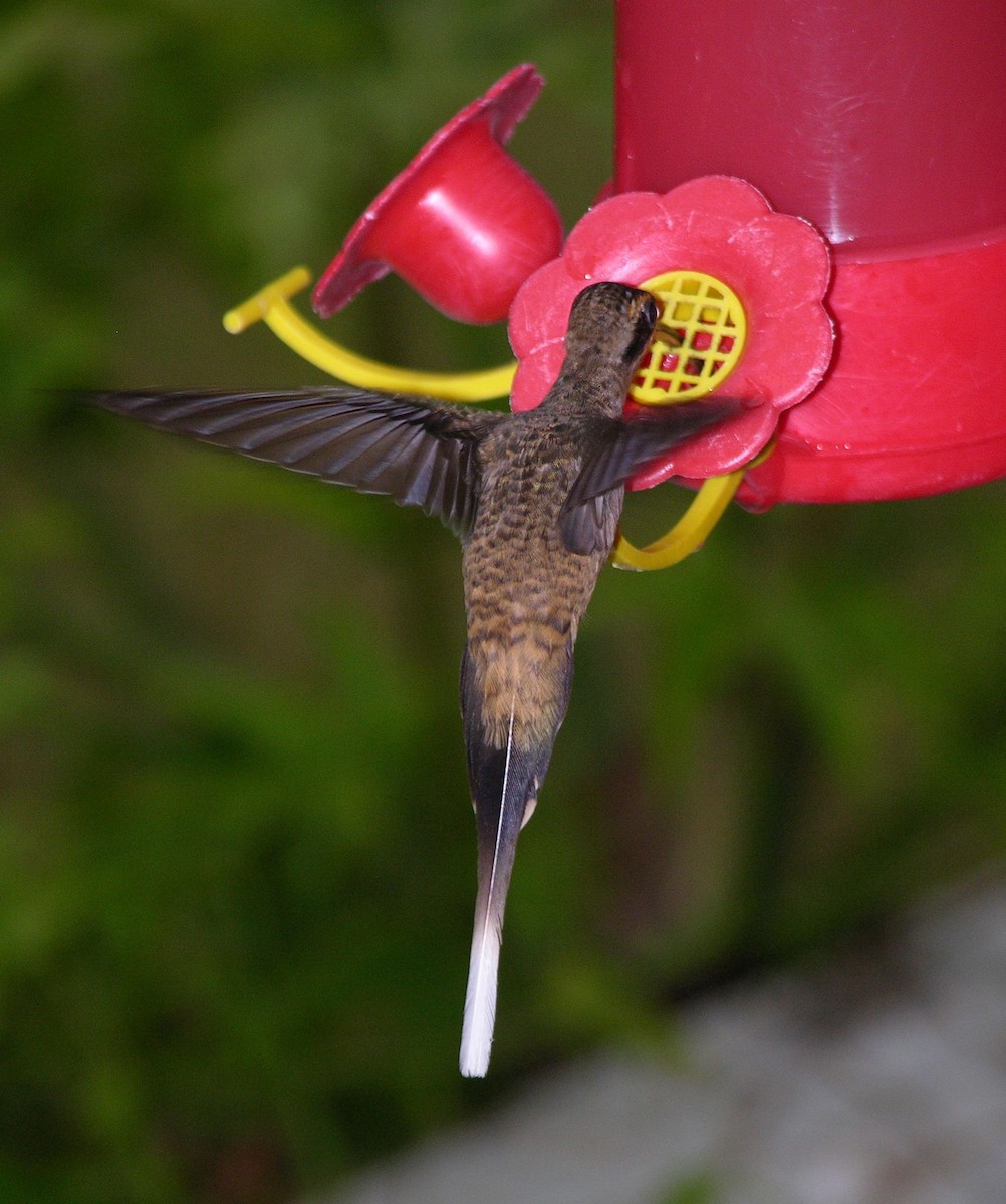 Long-billed Hermit - ML400553931