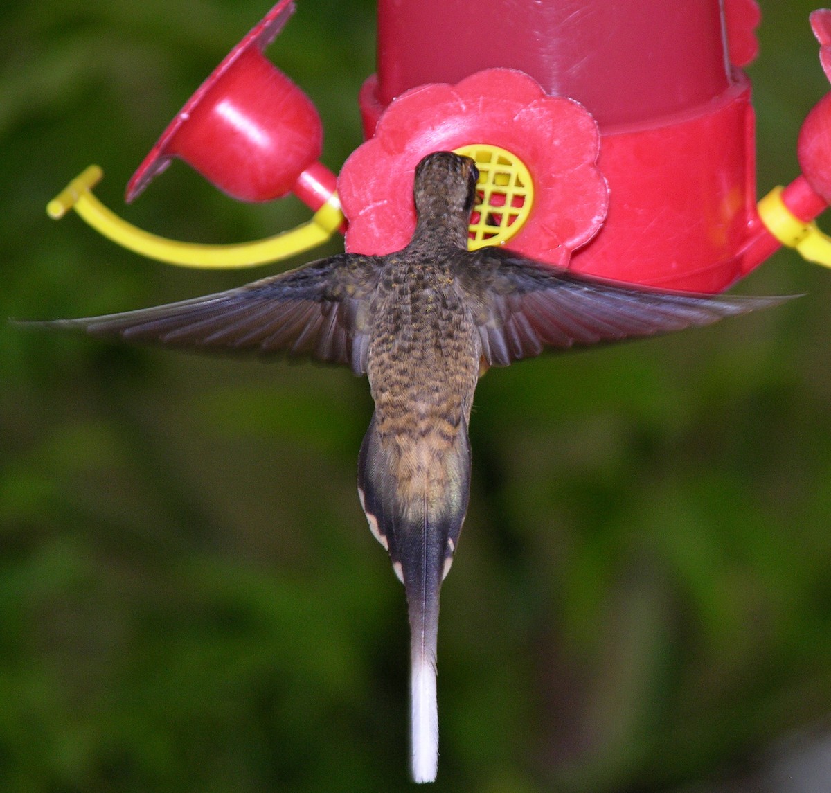 Long-billed Hermit - ML400553941