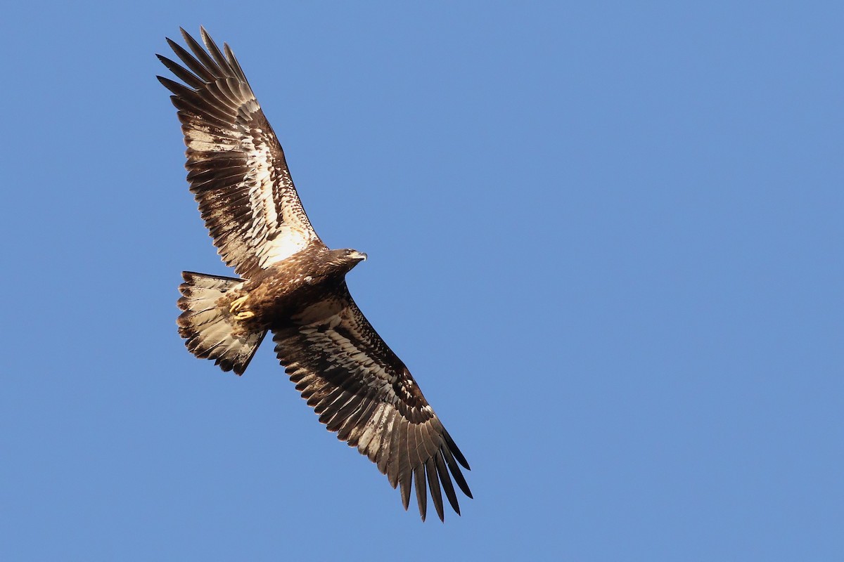 Bald Eagle - ML400553961
