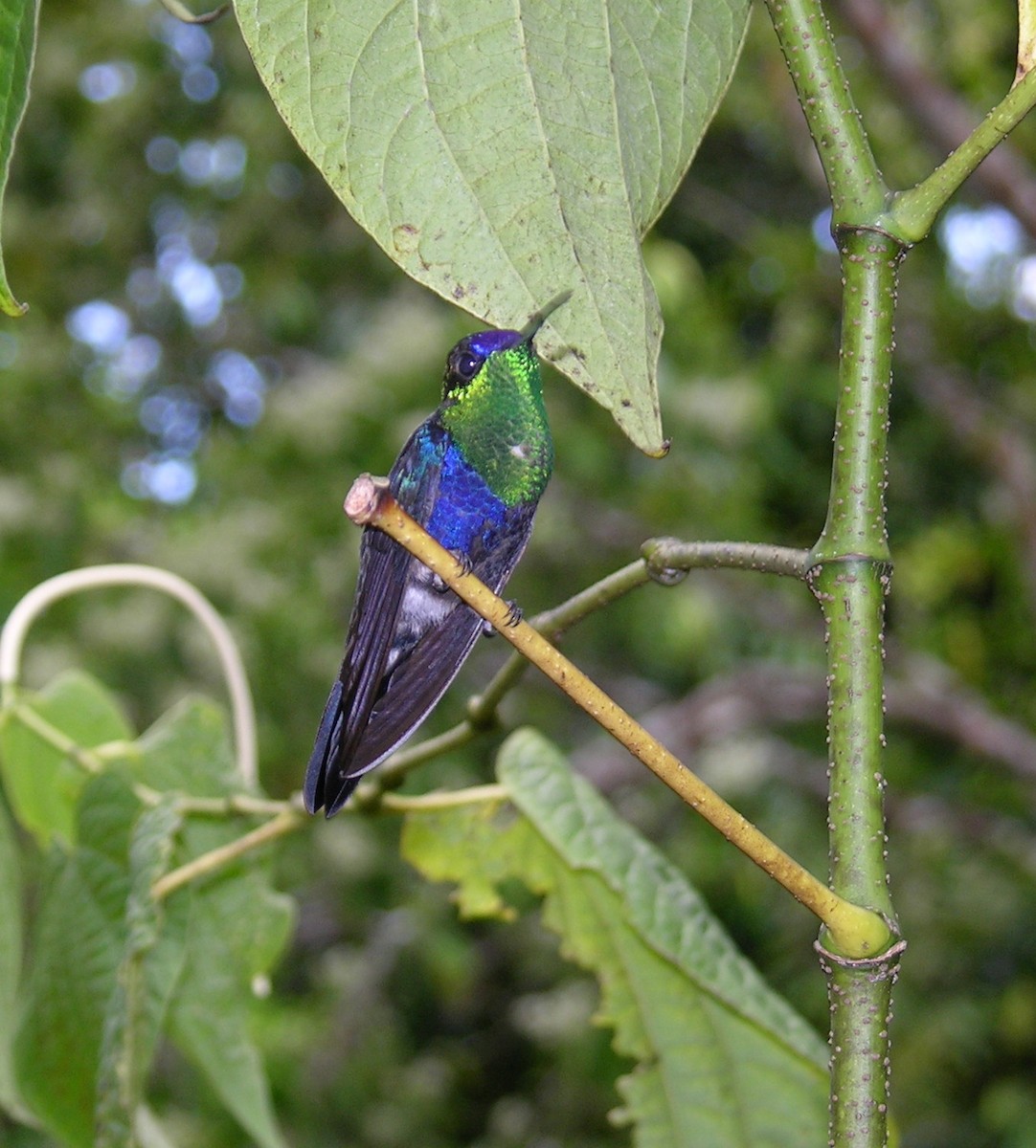 Crowned Woodnymph (Northern/Colombian Violet-crowned) - ML400553981