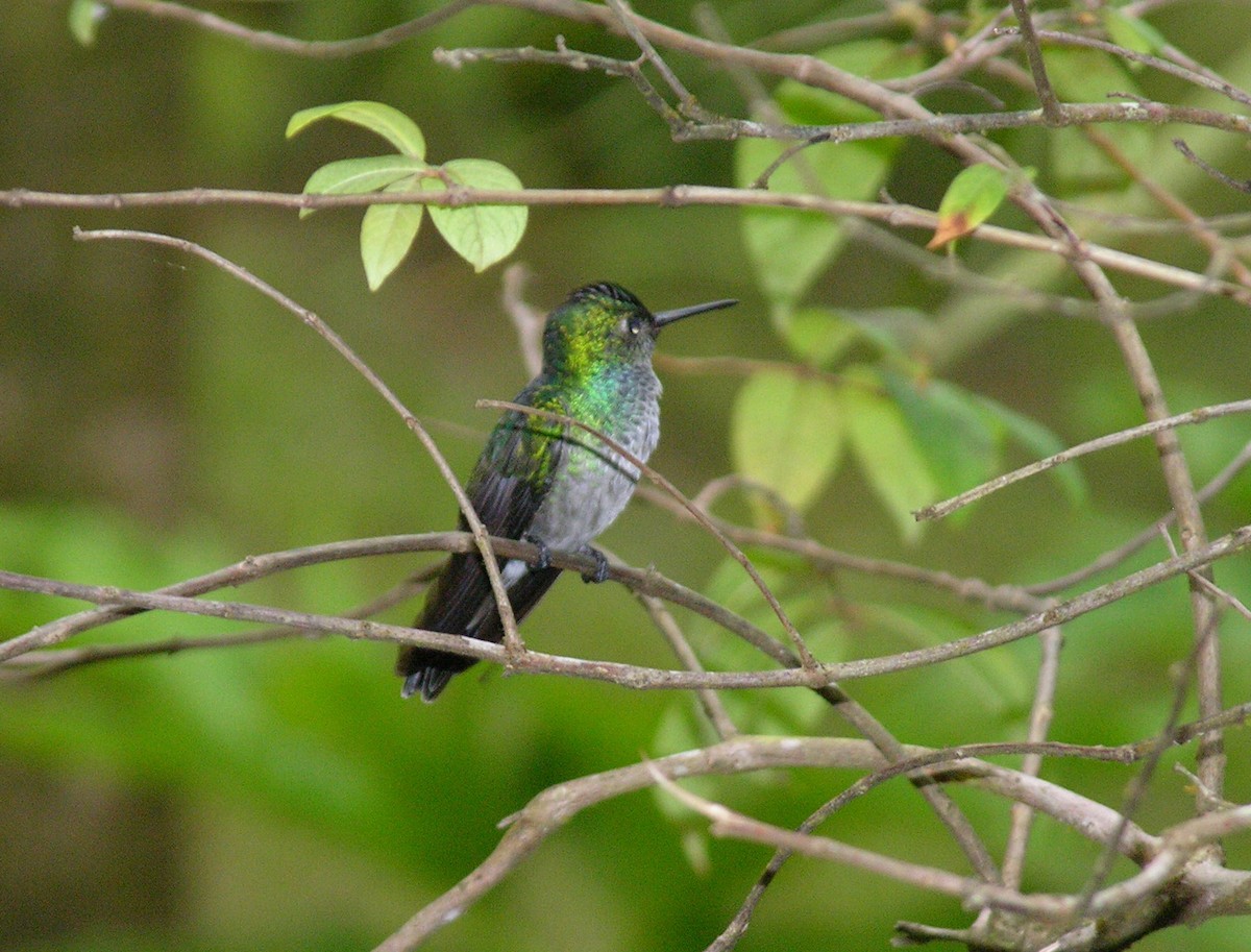 Blue-chested Hummingbird - ML400554031