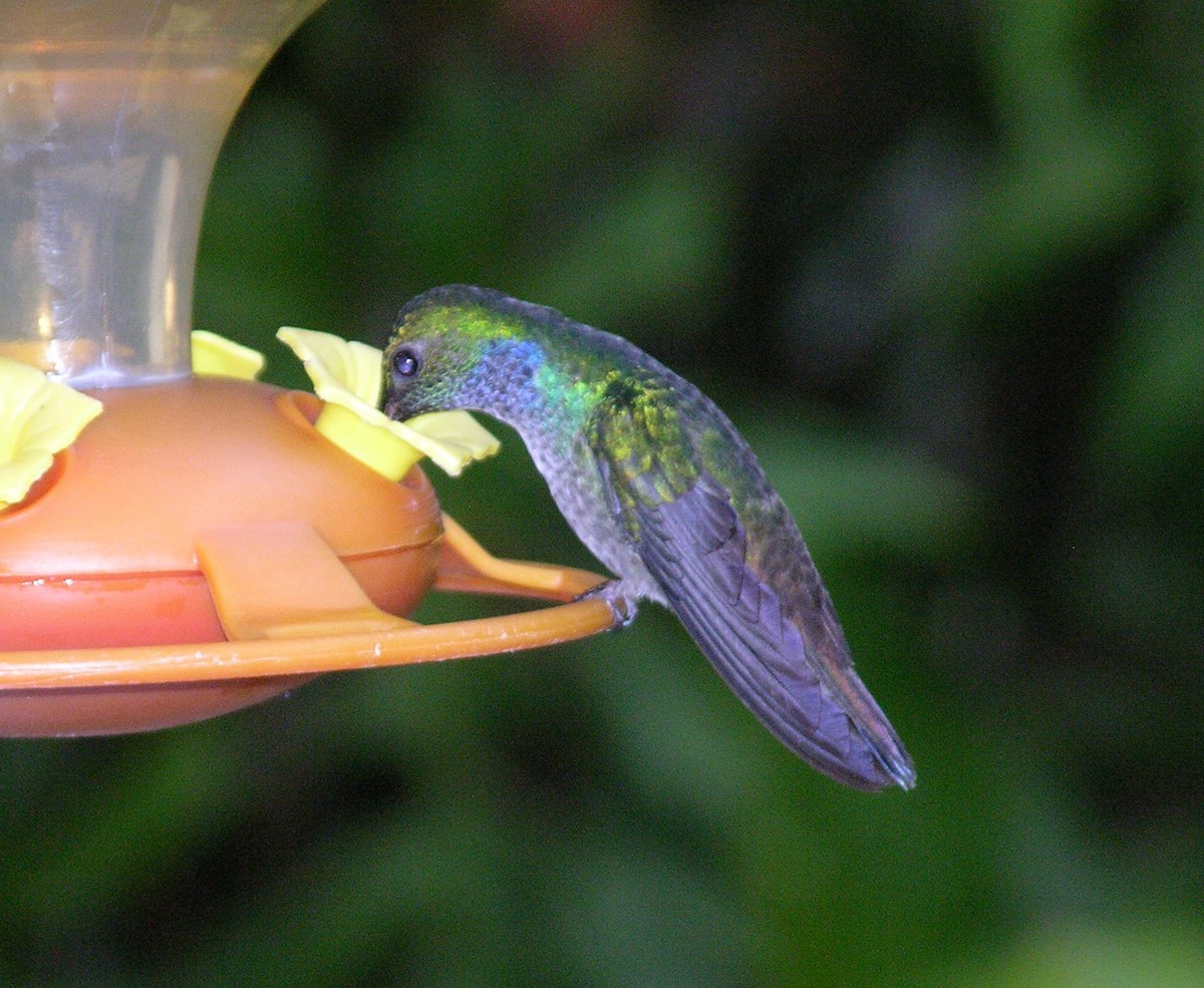 Blue-chested Hummingbird - ML400554241