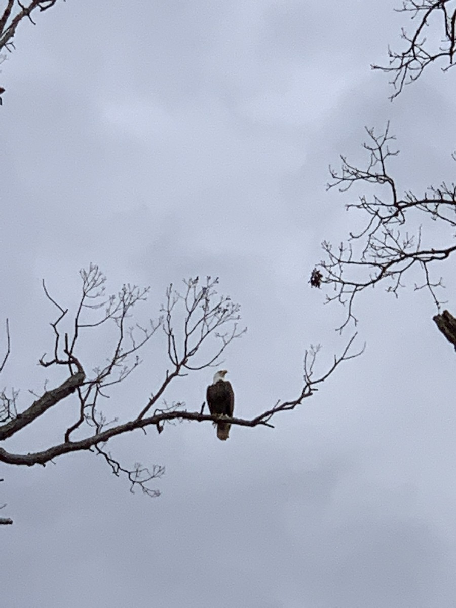 Bald Eagle - ML400554981