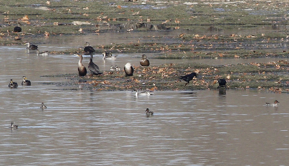 Green-winged Teal - ML40055601