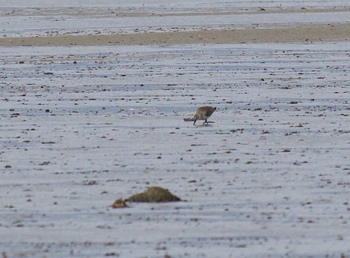 Red Knot - ML400556151