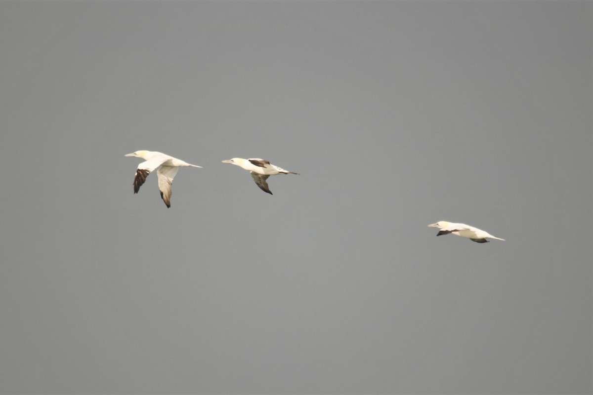 Northern Gannet - ML400557831