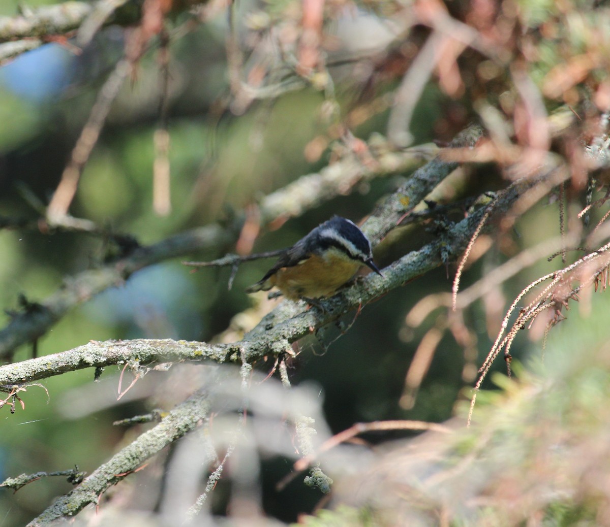 Red-breasted Nuthatch - ML400558371