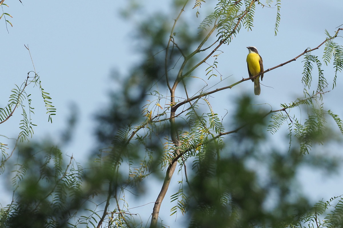 Social Flycatcher - ML400558551