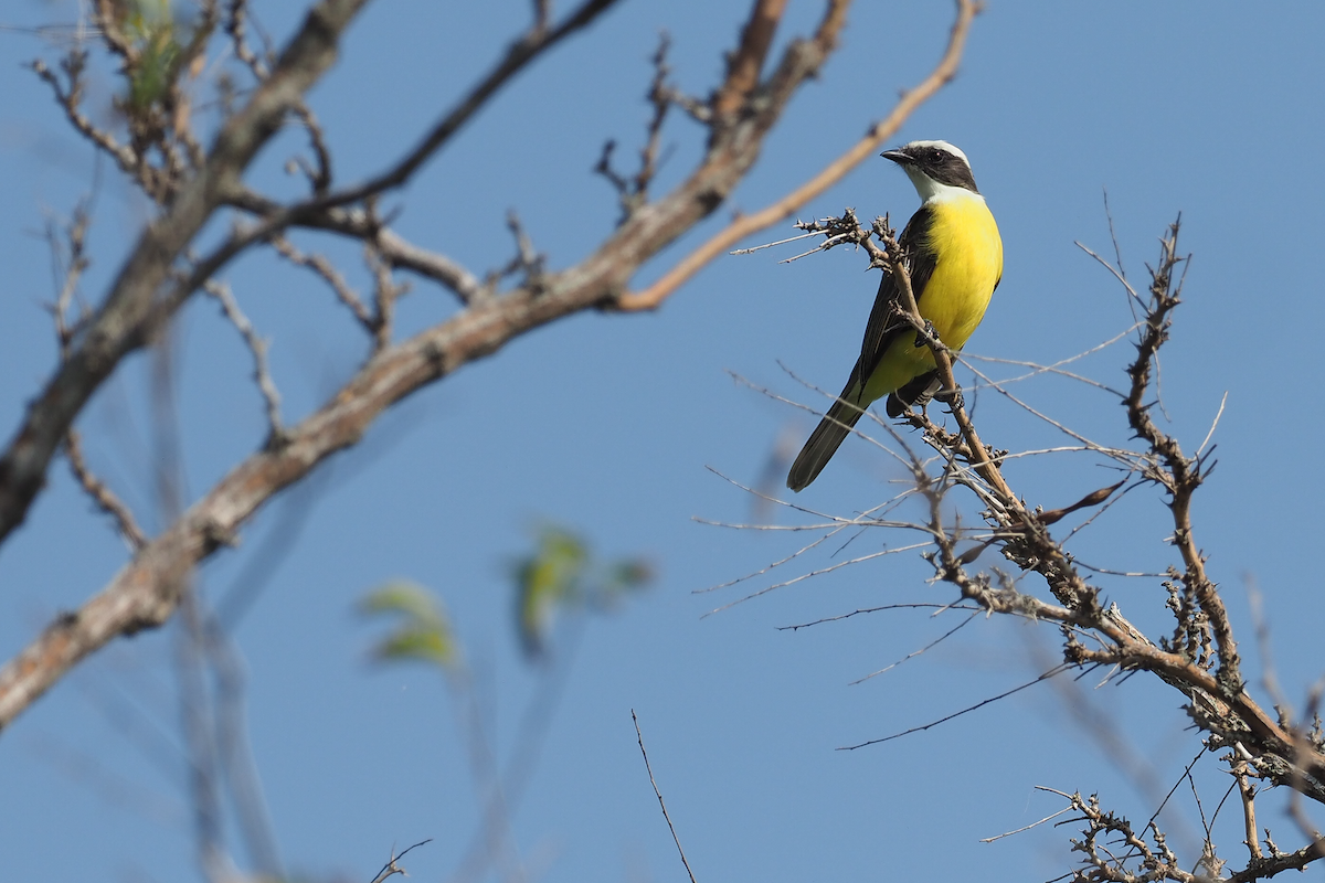 Social Flycatcher - ML400558581