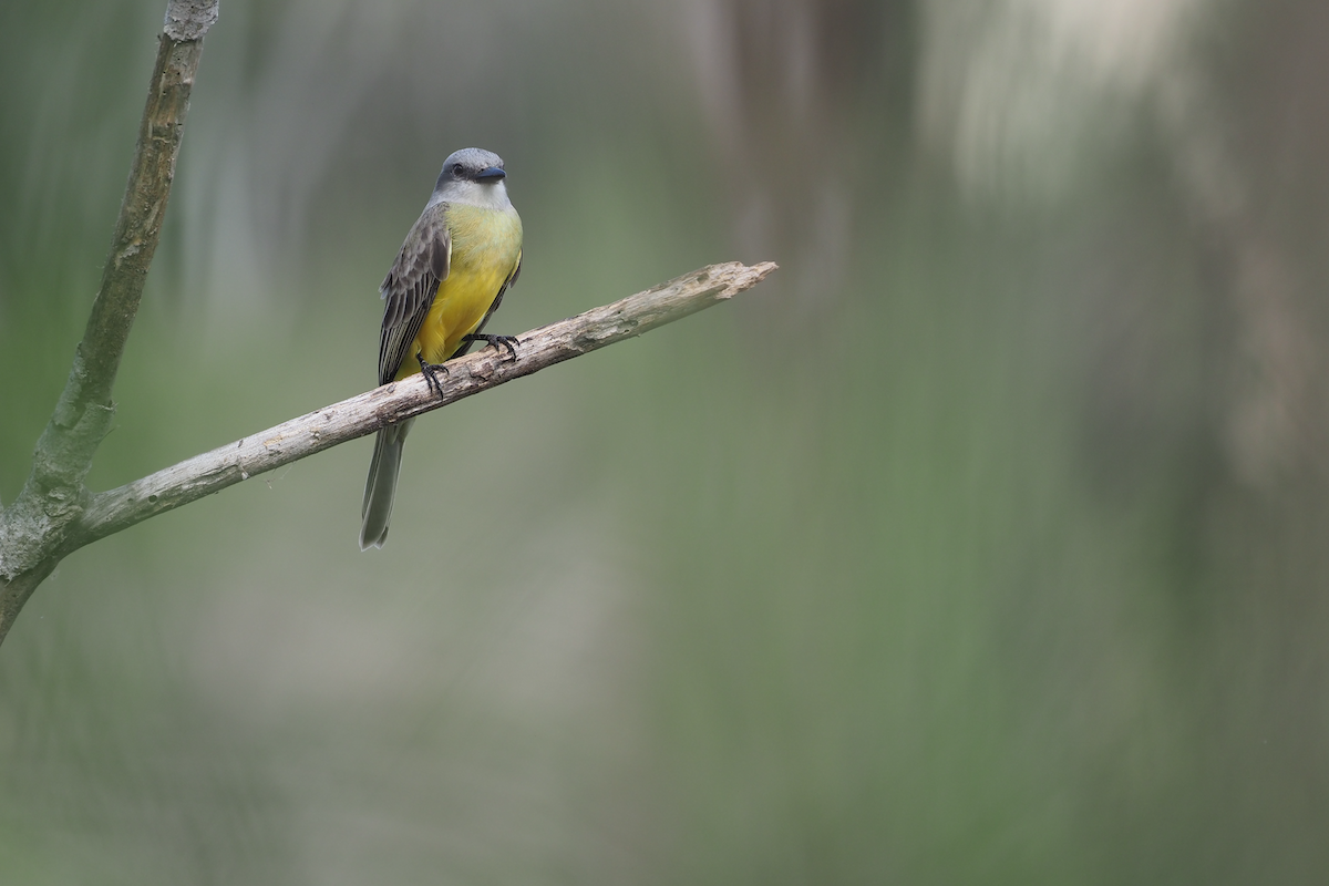 Tropical Kingbird - ML400558701
