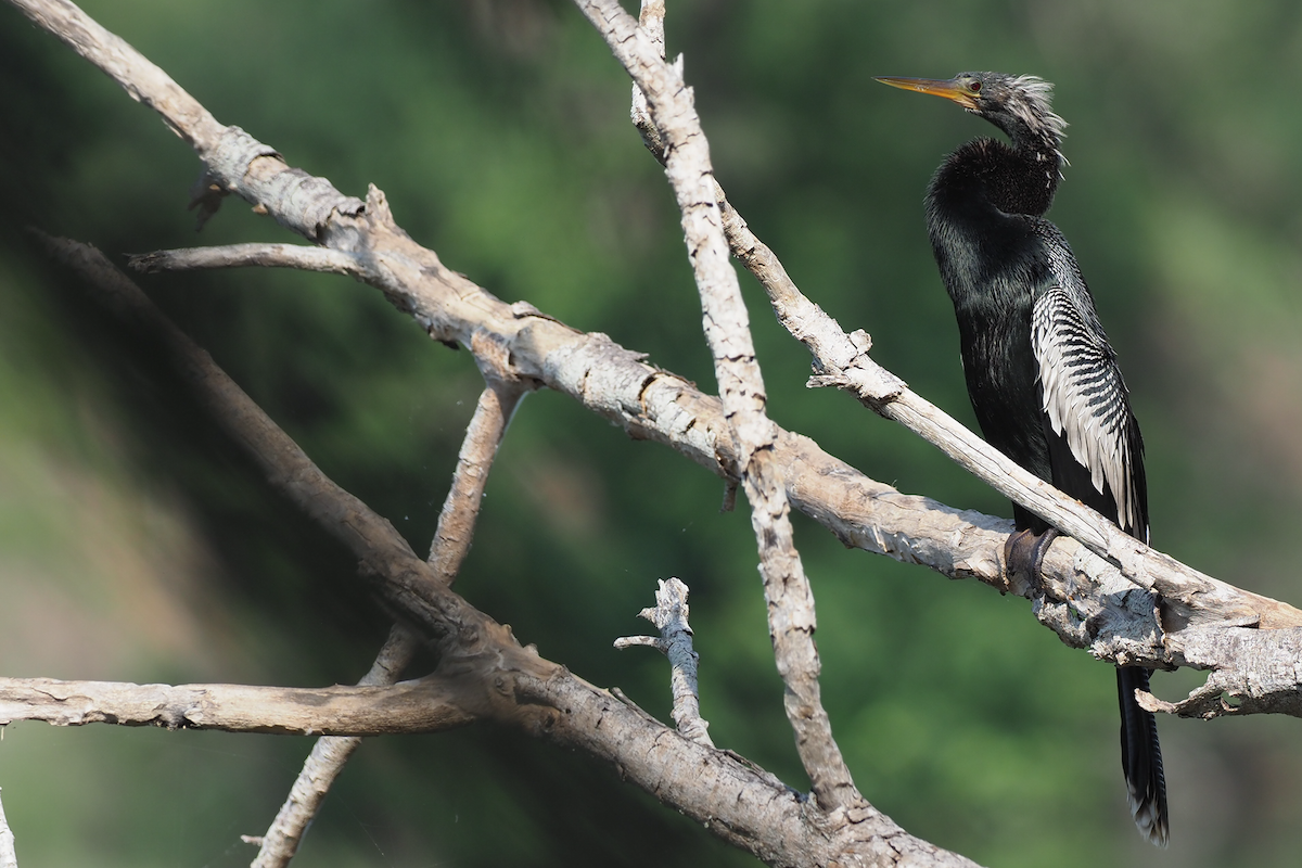 Anhinga - ML400558801