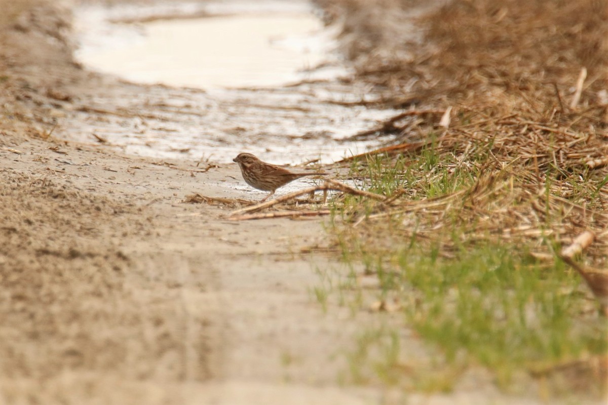 Song Sparrow - ML400558941