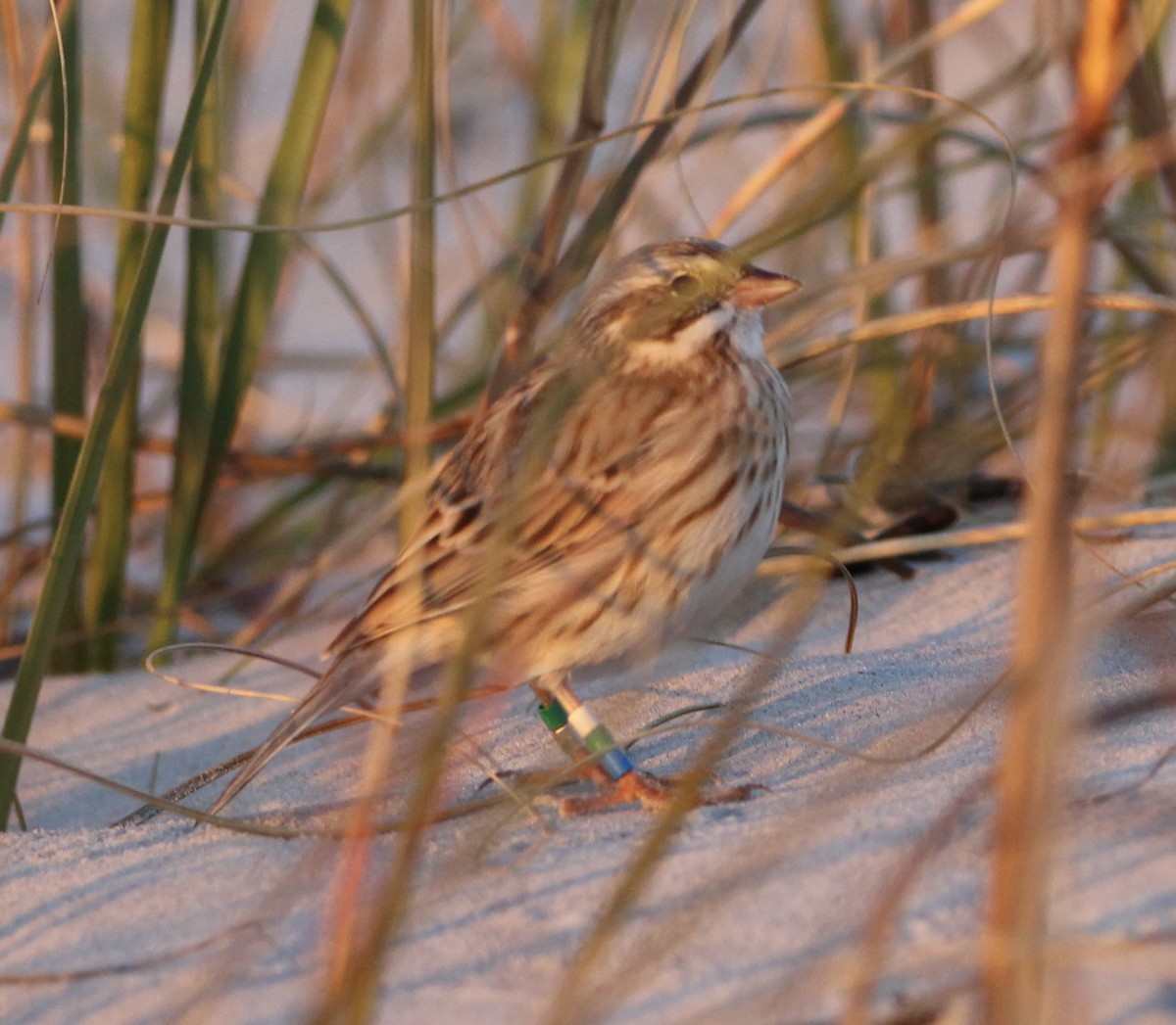Savannah Sparrow (Ipswich) - ML400560181
