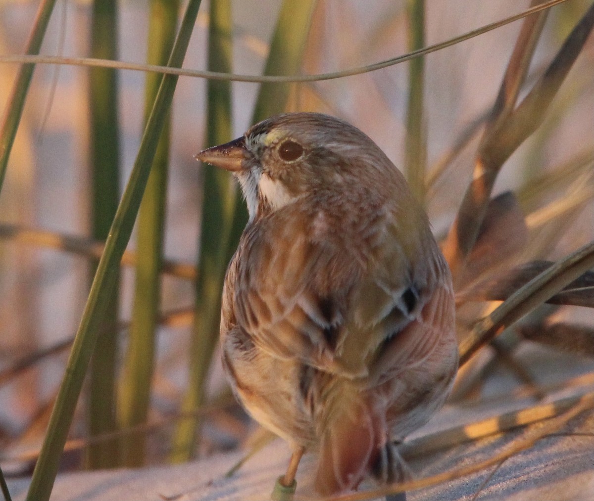 Savannah Sparrow (Ipswich) - ML400560191