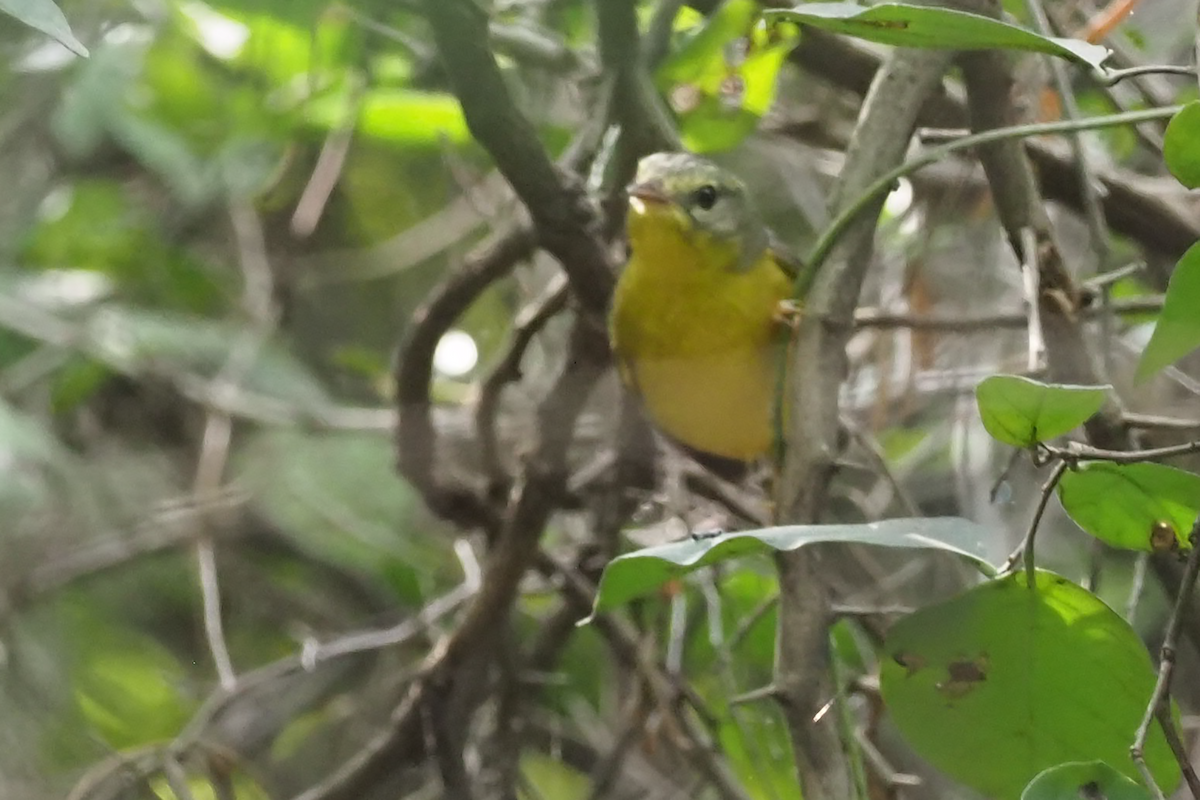 Golden-crowned Warbler - ML400561801