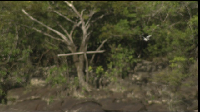 Amazon Sumrusu - ML400562