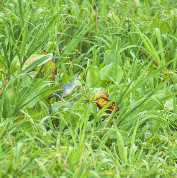 Azure Gallinule - jesus  enrique