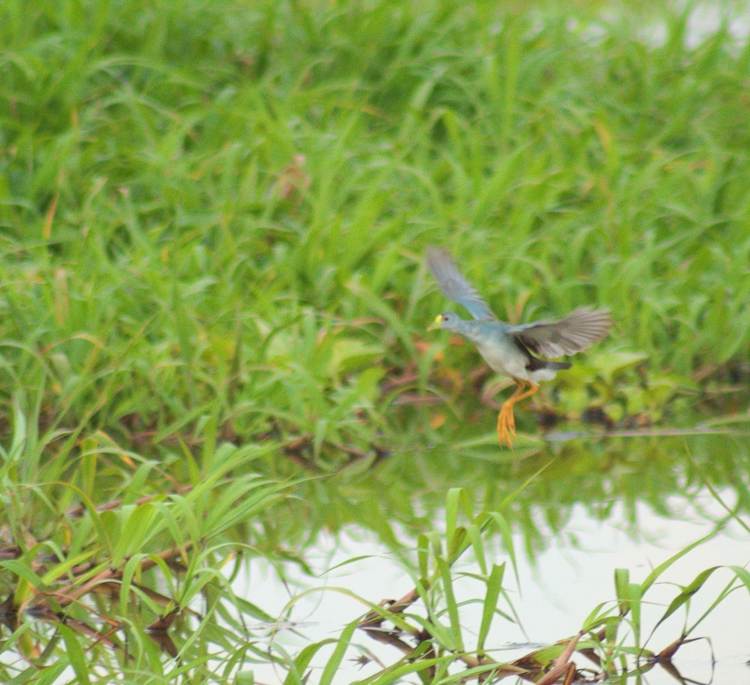 Azure Gallinule - ML400562171