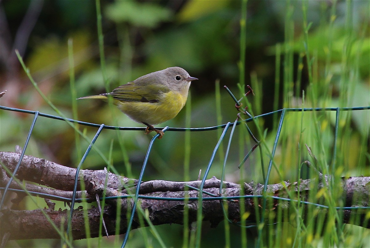 Nashville Warbler - Ryan Schain