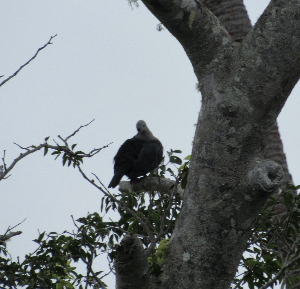 Pacific Imperial-Pigeon - Sally Bergquist