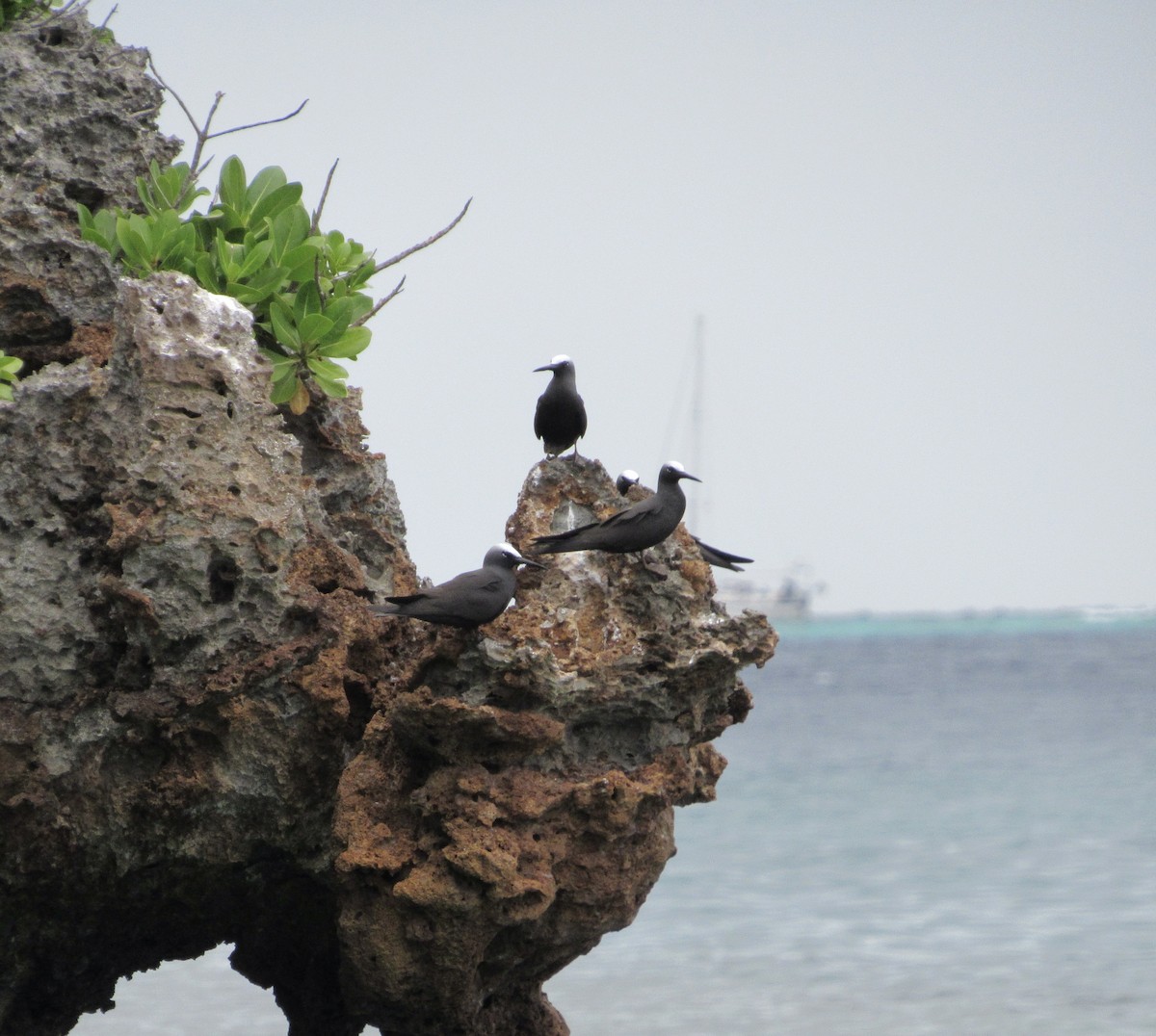 Brown Noddy - ML400563331