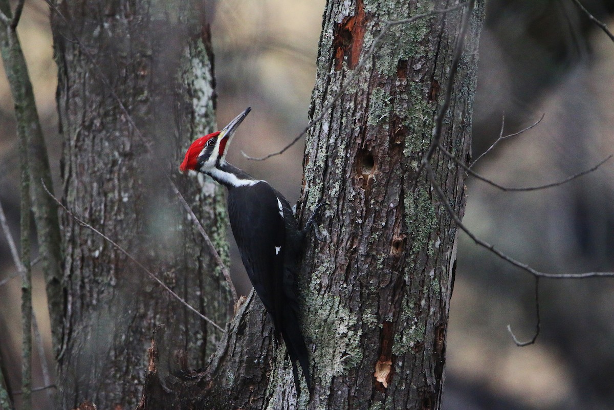 Pileated Woodpecker - ML400563481