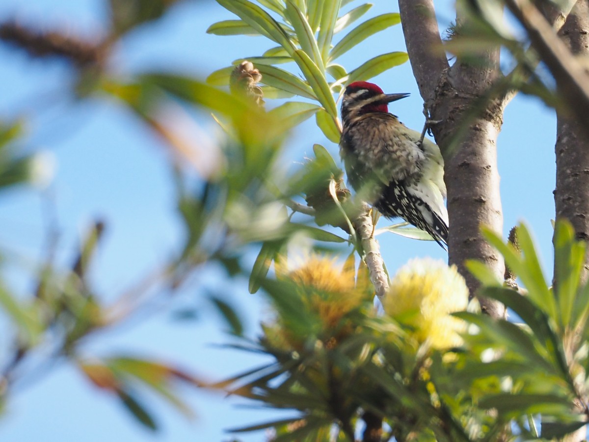 Yellow-bellied Sapsucker - Karen Wilkinson