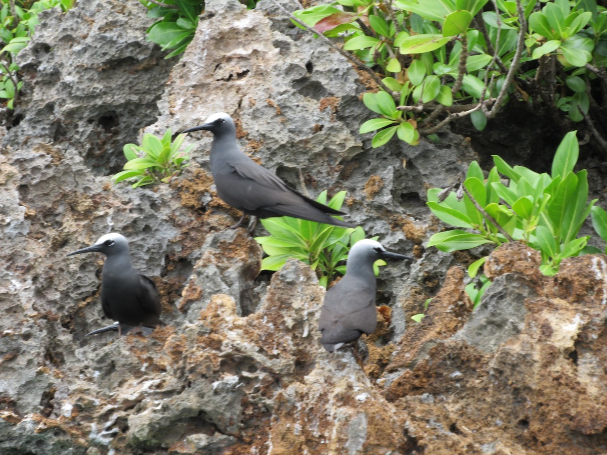 Black Noddy - Sally Bergquist