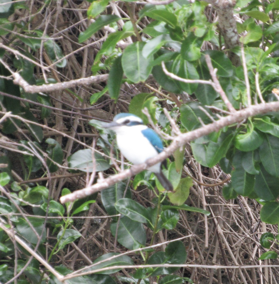 Pacific Kingfisher - Sally Bergquist