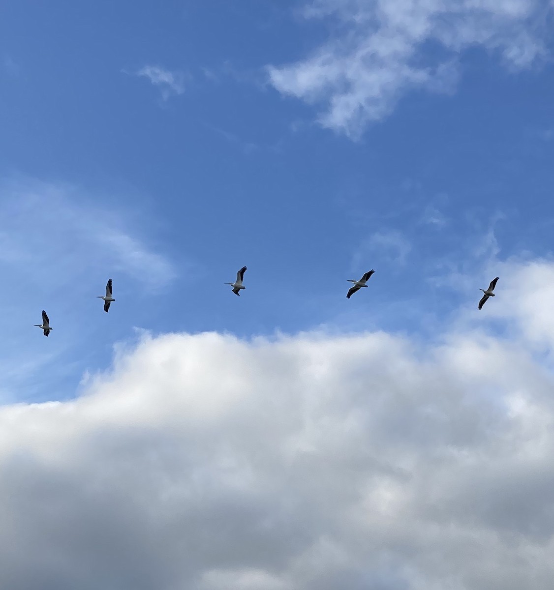 American White Pelican - ML400564311