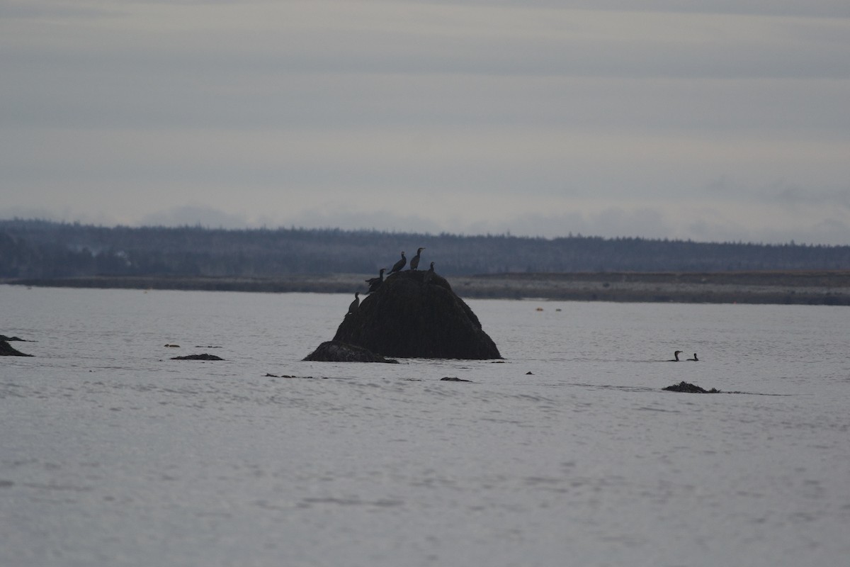 Тураг гогой - ML400567521