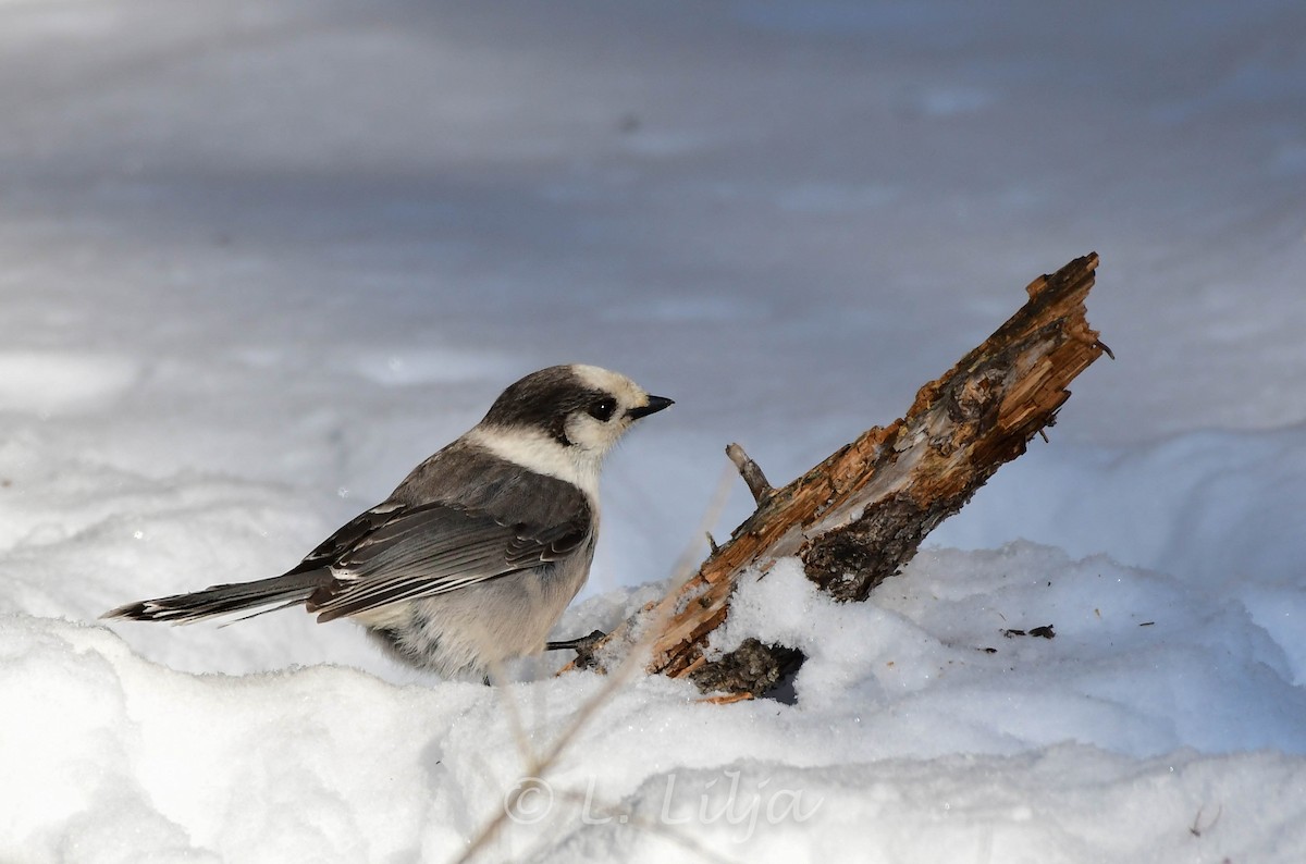 Canada Jay - ML400568841