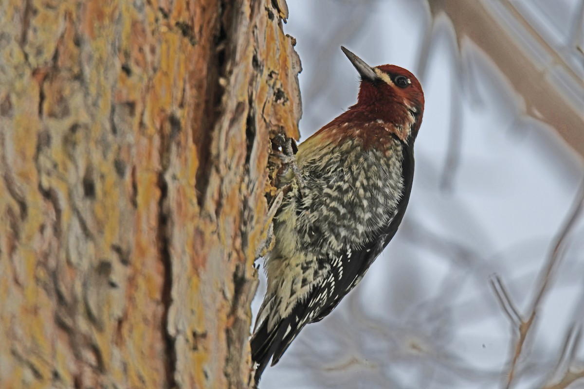 Red-naped x Red-breasted Sapsucker (hybrid) - Vic Hubbard