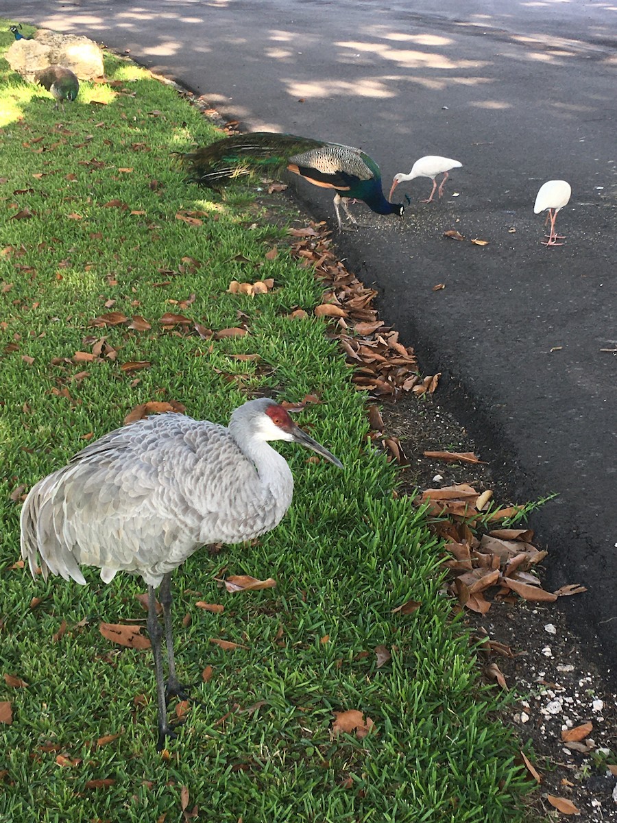 Sandhill Crane - ML400570191