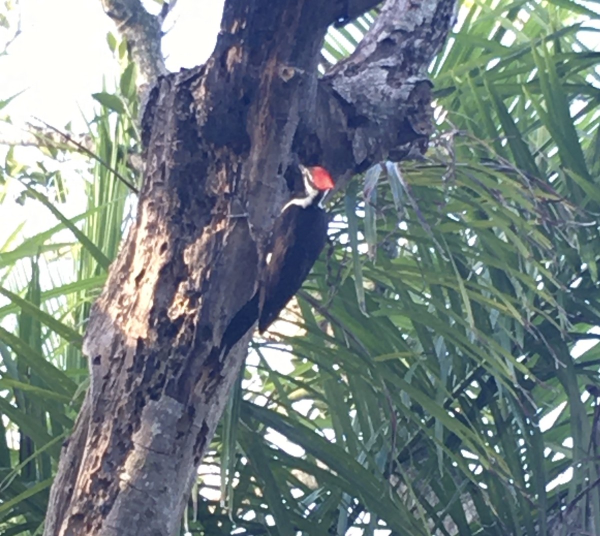 Pileated Woodpecker - ML400570661