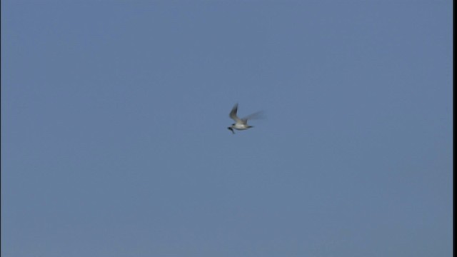 Yellow-billed Tern - ML400571